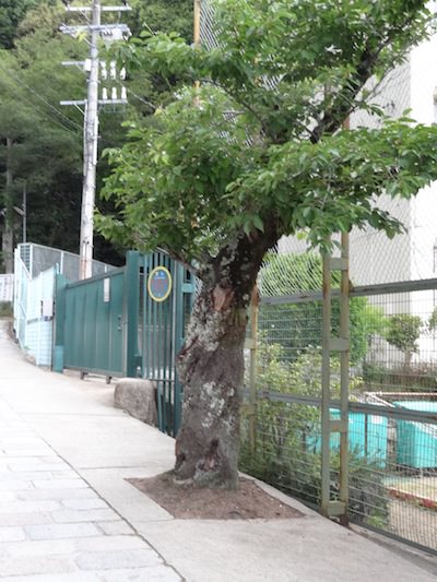 山田中学校裏門前の木